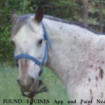 FOUND EQUINES App and Paint Near kingston, ID, 83814